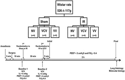 Variable Ventilation Improved Respiratory System Mechanics and Ameliorated Pulmonary Damage in a Rat Model of Lung Ischemia-Reperfusion